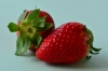 Erdbeere - (c) R Herling.jpg